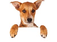 3x Pet Waste Removal 3x Pet Waste Removal