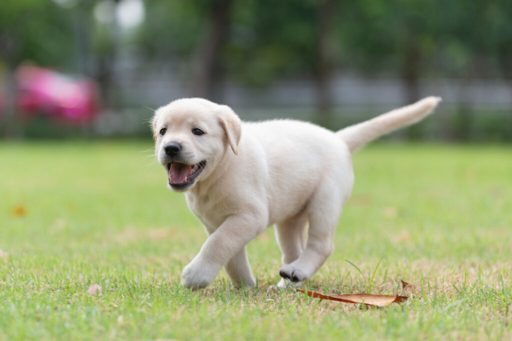 The Dangers of Dog Poop: Why You Should Scoop Regularly