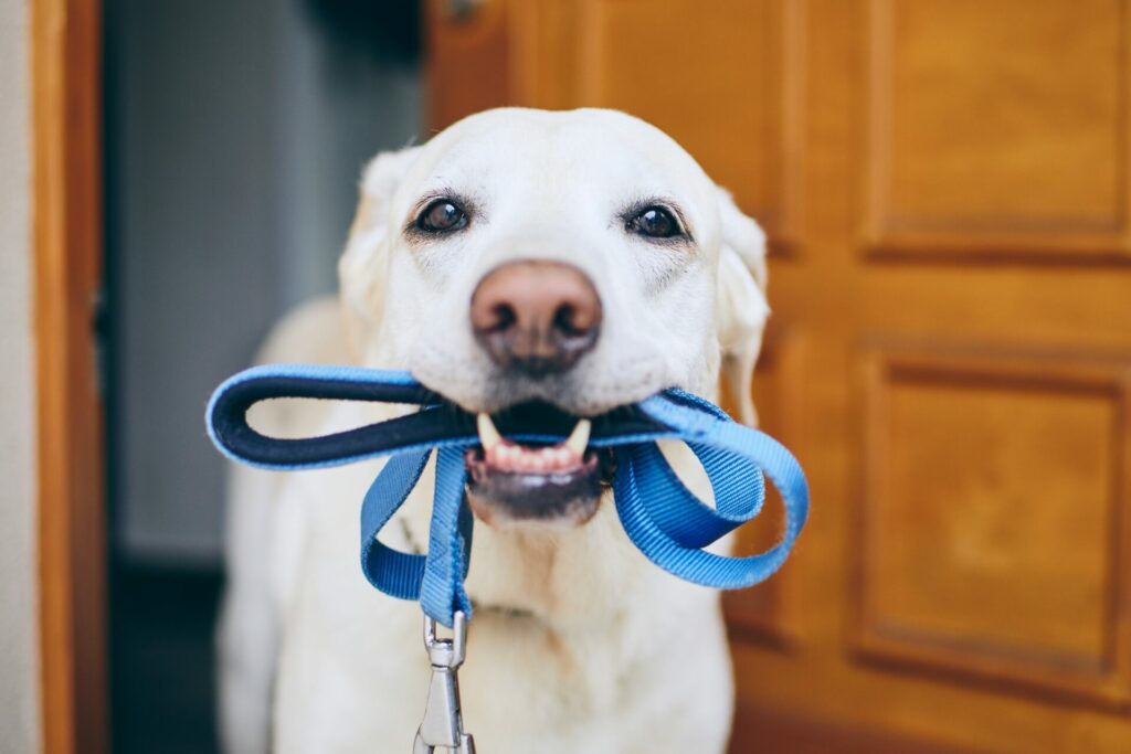 what is the best way to pick up dog poop