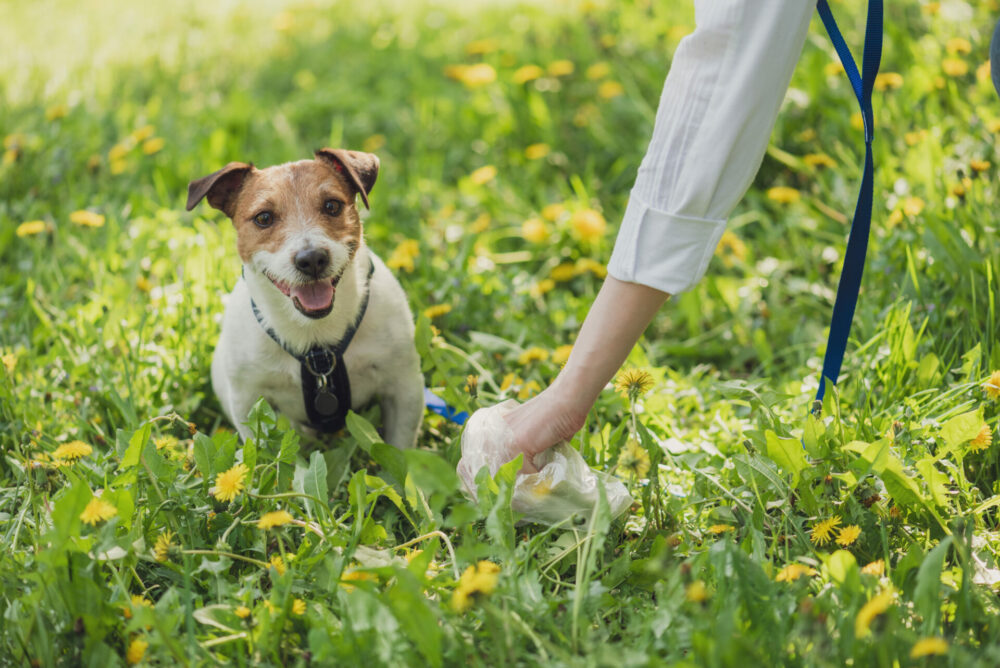 Uncovering Hidden Dangers: Health Risks of Improper Dog Waste Management