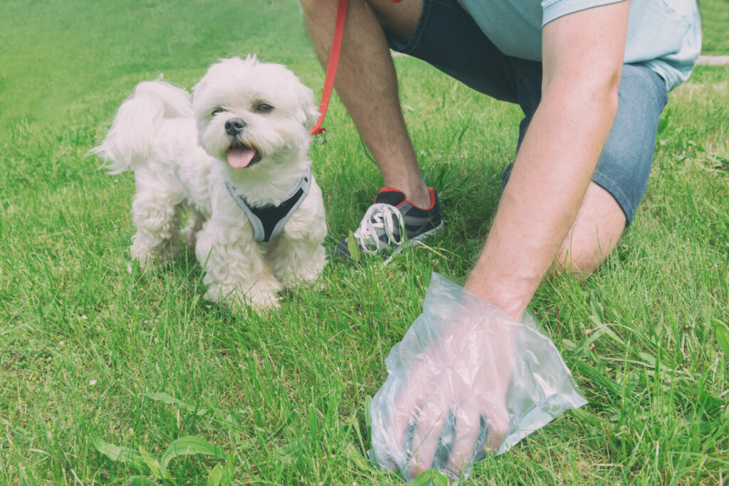 Dog waste removal near hot sale me